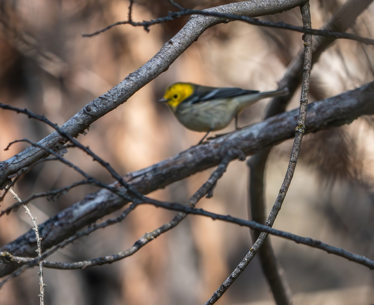 Hermit Warbler - ML642278378