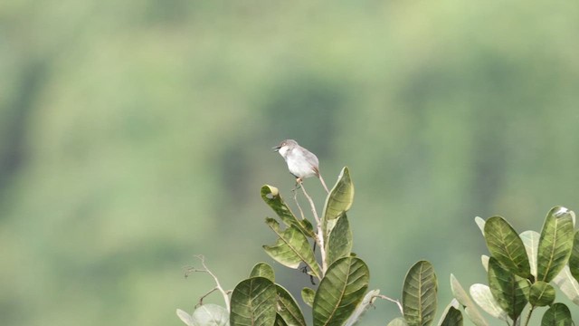 Gray-breasted Prinia - ML642278387
