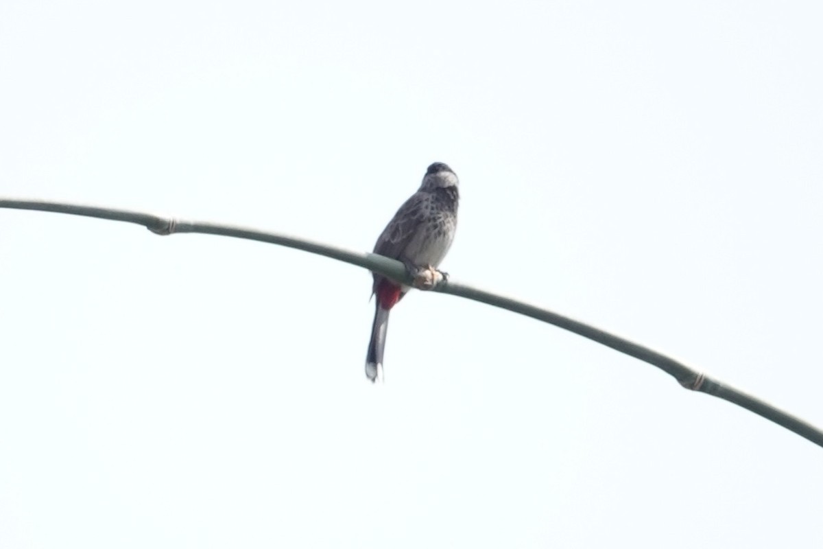 Red-vented Bulbul - ML642278391