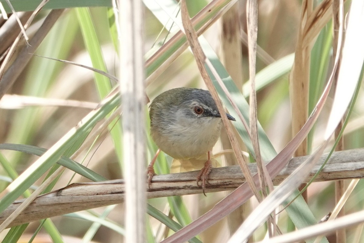 Yellow-bellied Prinia - ML642278401