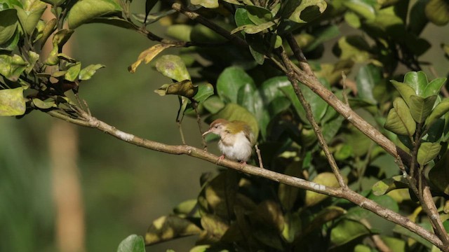 Common Tailorbird - ML642278414