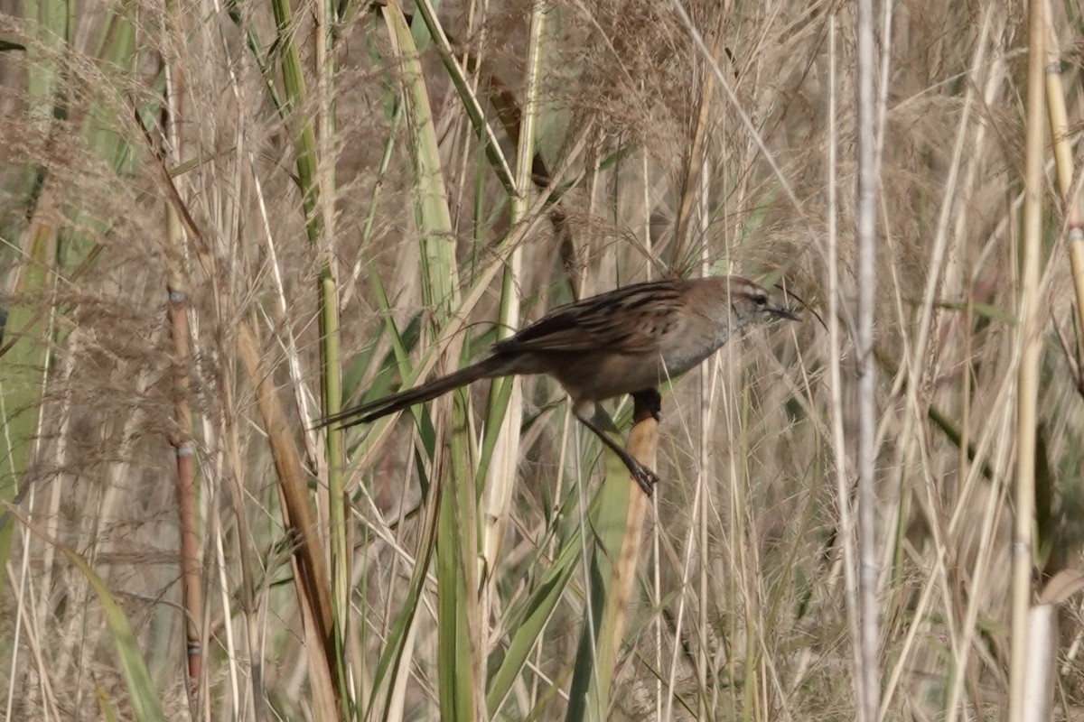 Striated Grassbird - ML642278433