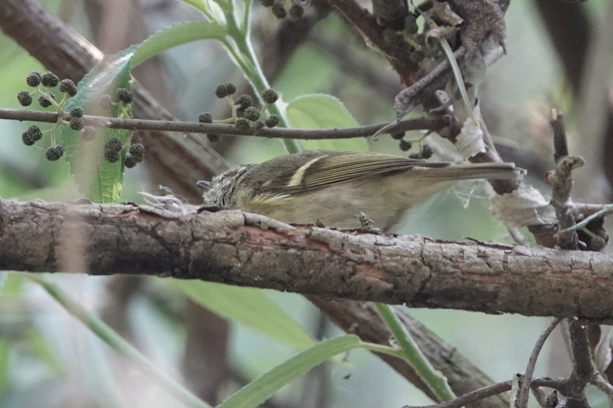 Buff-barred Warbler - ML642278435