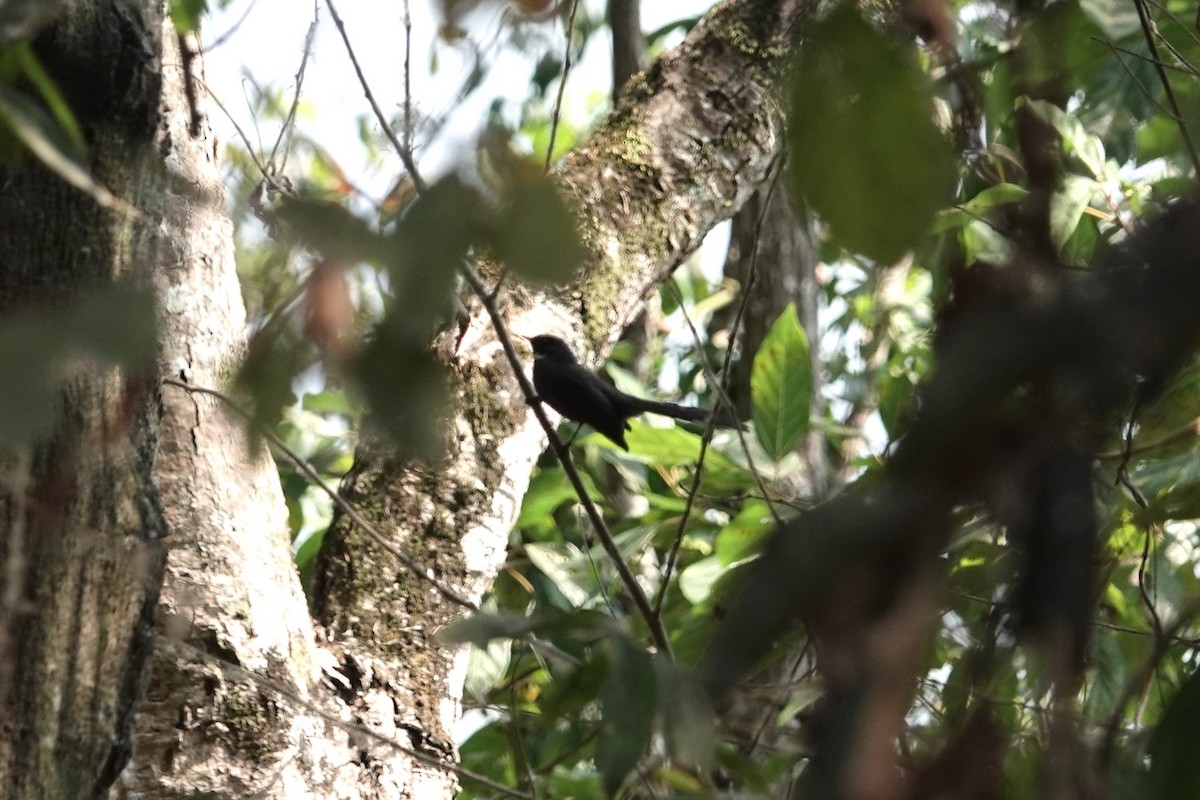 White-throated Fantail - ML642278437