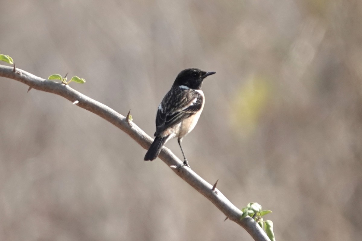 Siberian Stonechat - ML642278441