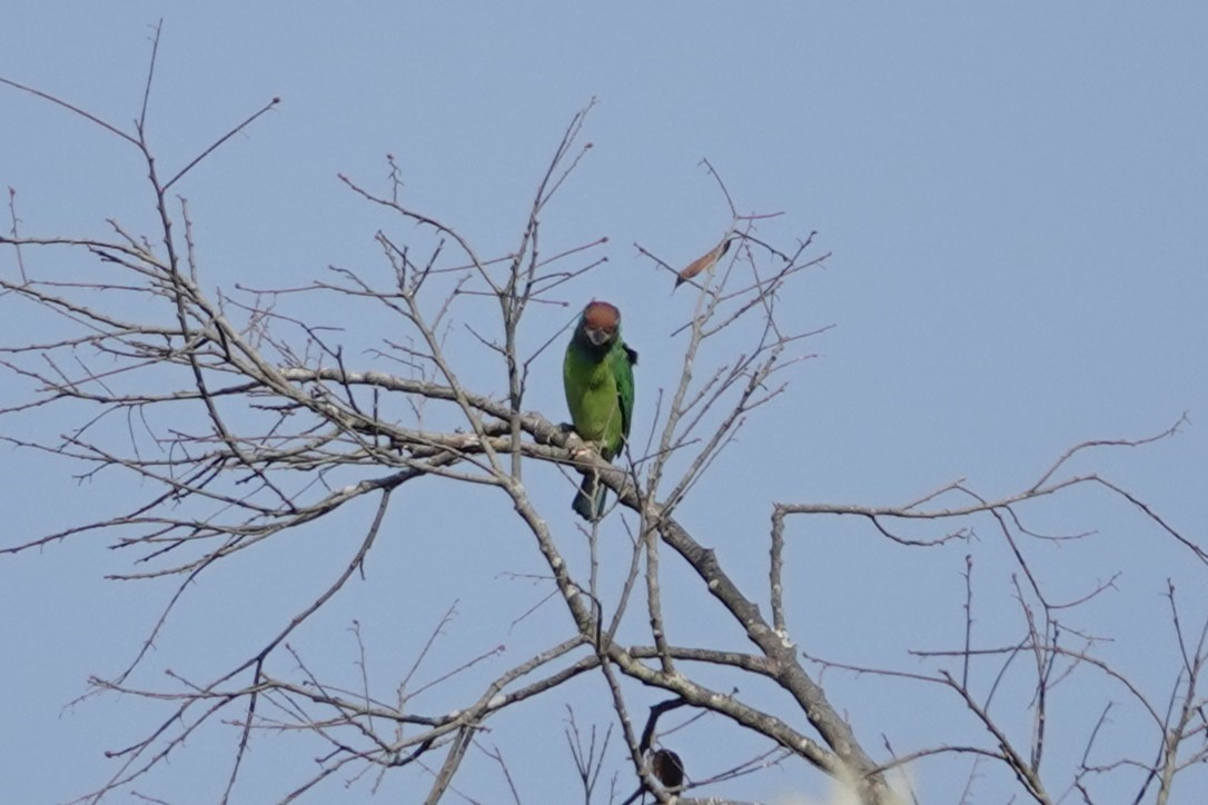 Blue-throated Barbet - ML642278442