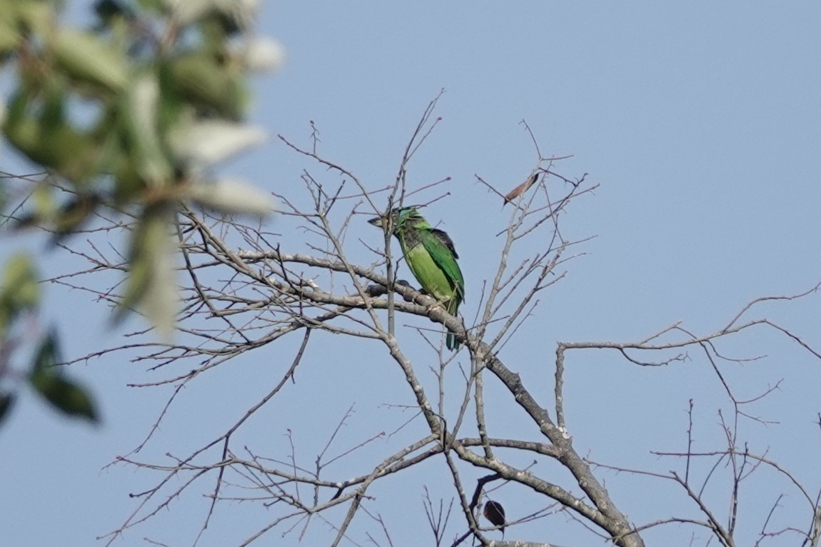 Blue-throated Barbet - ML642278447