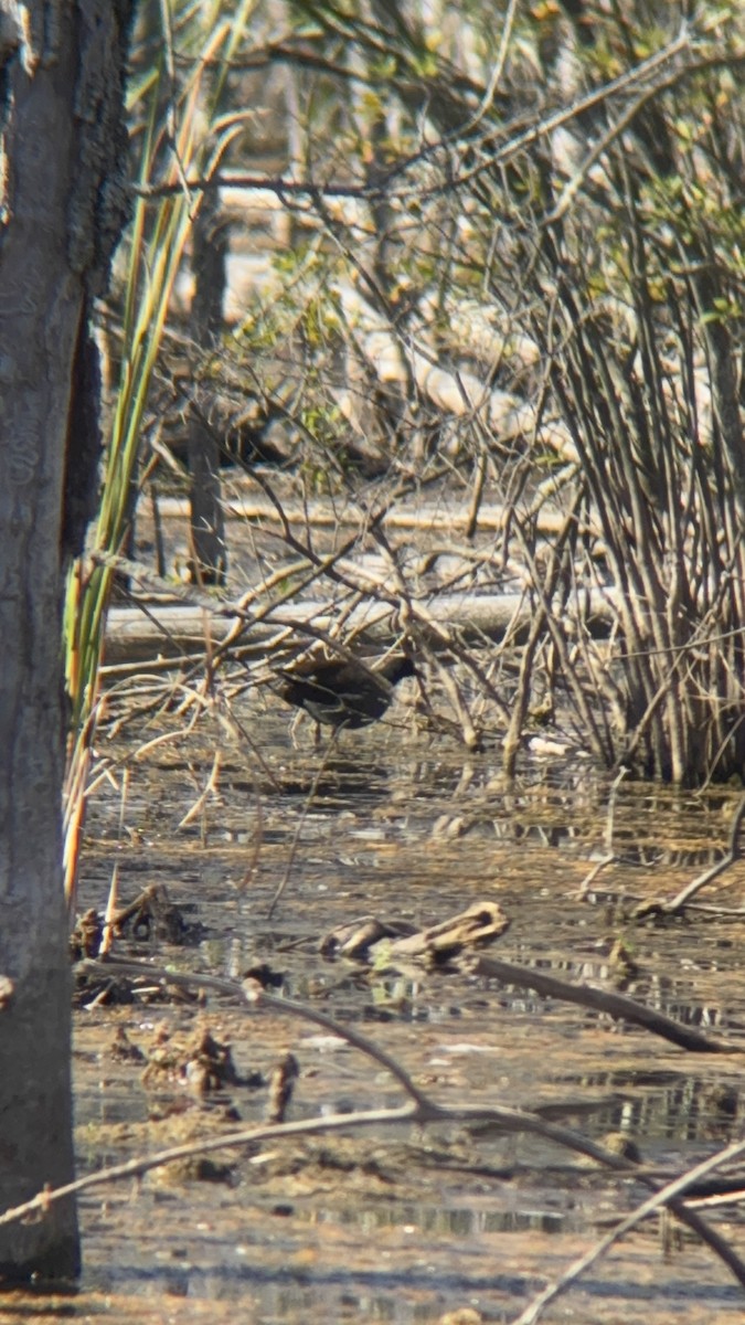 Common Gallinule - ML642278464