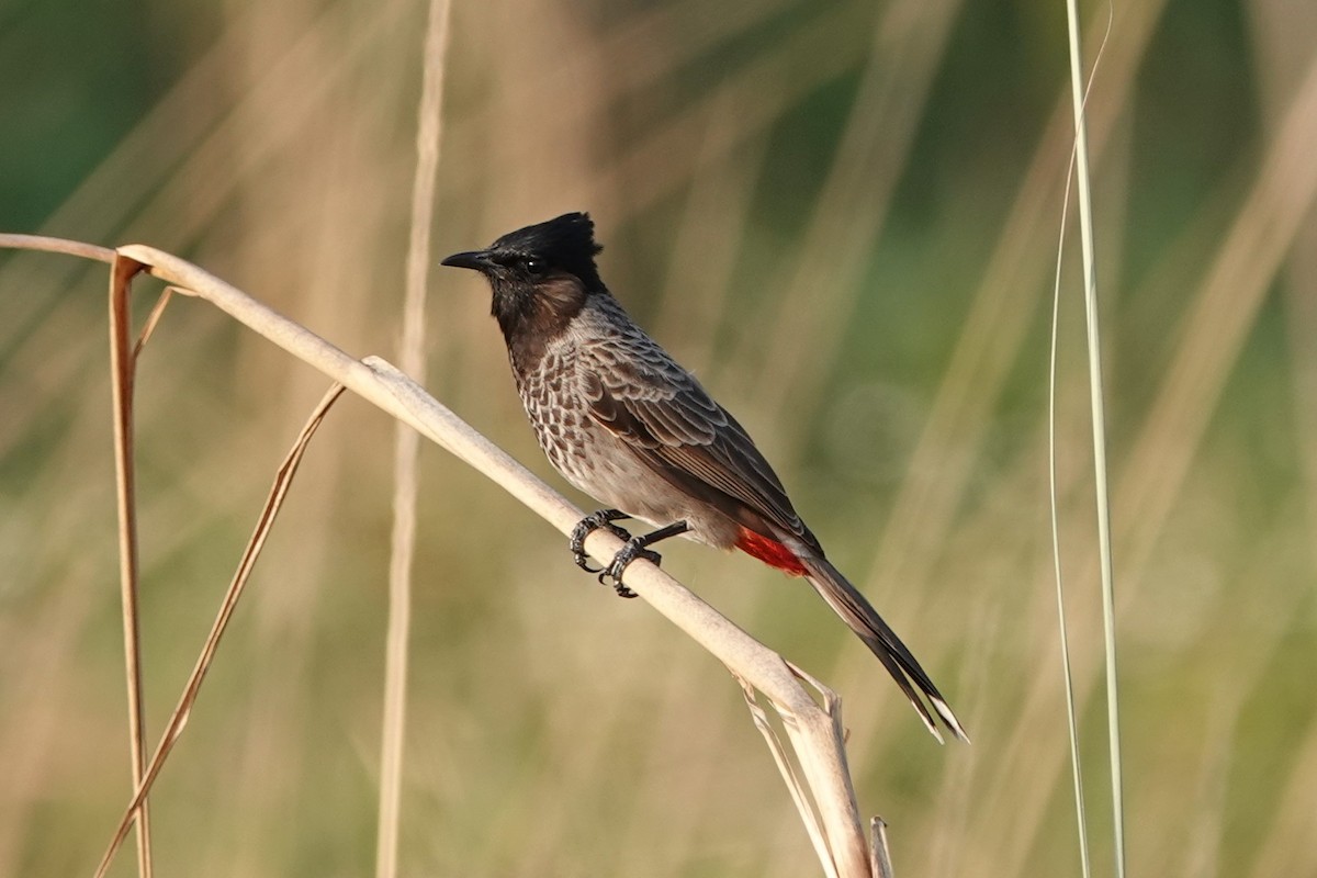 Red-vented Bulbul - ML642278467