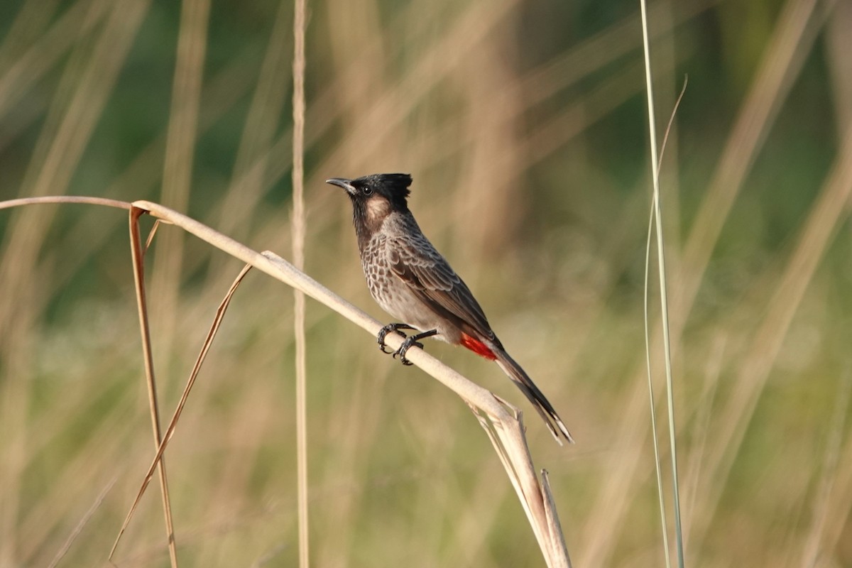 Red-vented Bulbul - ML642278471