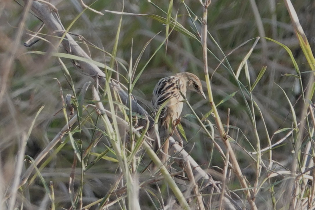 Striated Grassbird - ML642278492