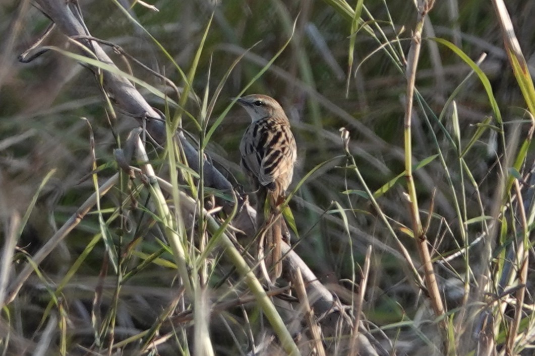 Striated Grassbird - ML642278499