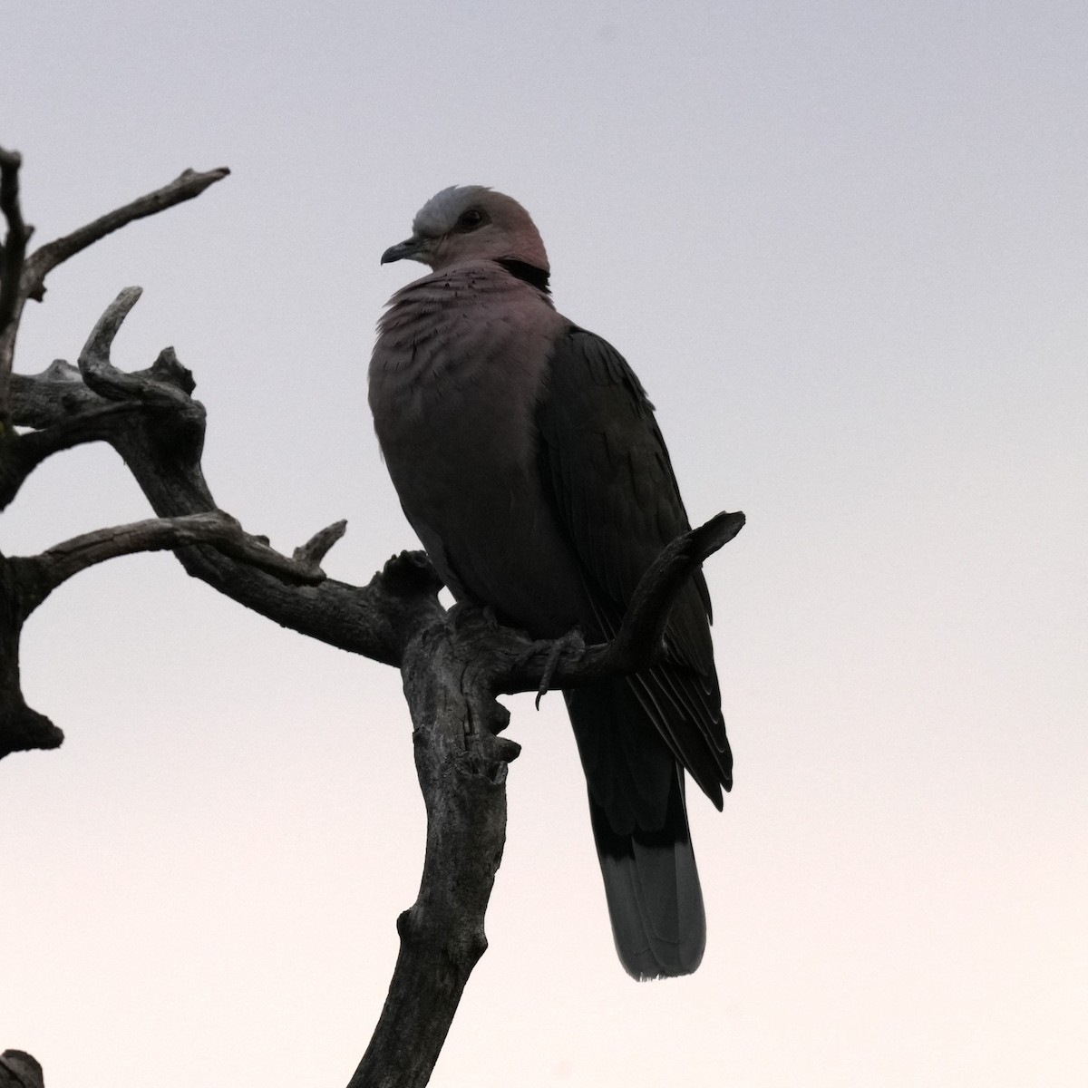 Red-eyed Dove - ML642278516