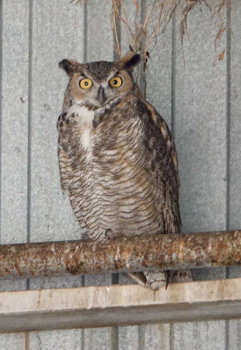Great Horned Owl - ML642278540
