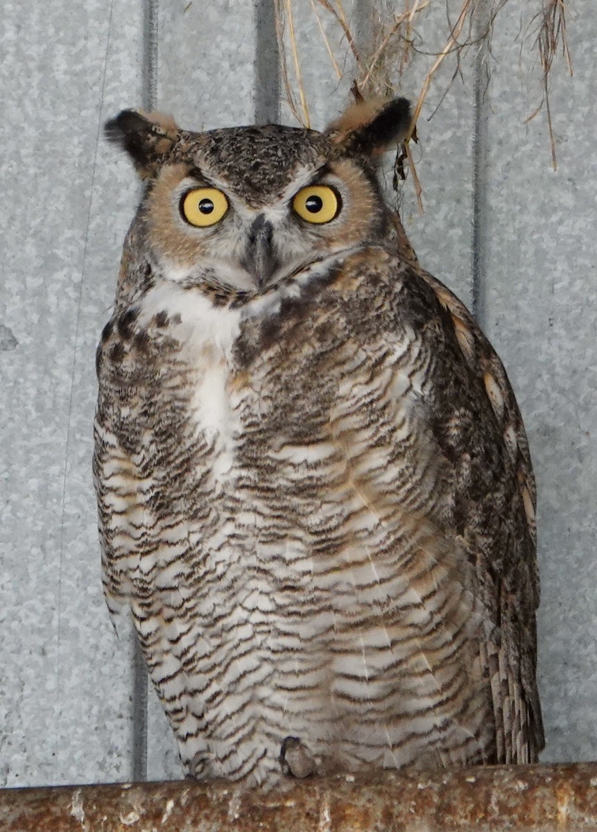 Great Horned Owl - ML642278541