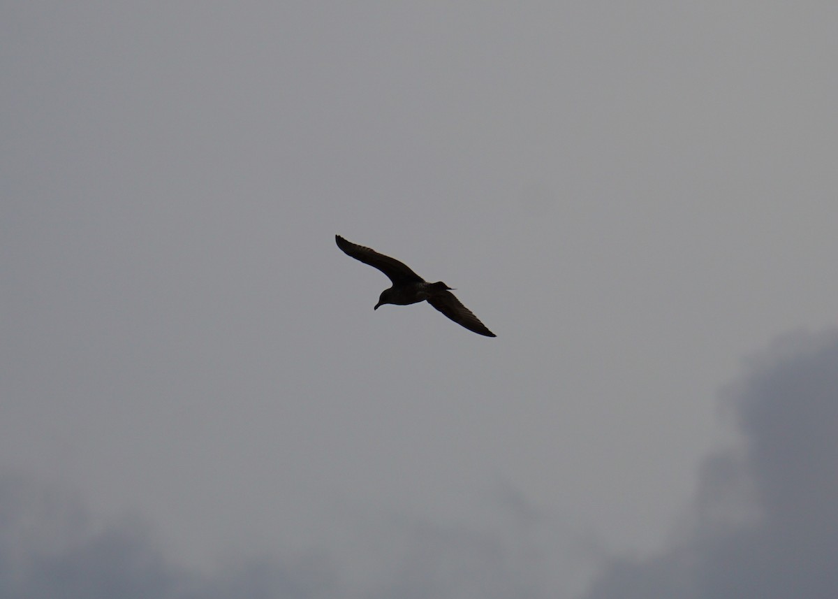 American Herring Gull - ML642278572