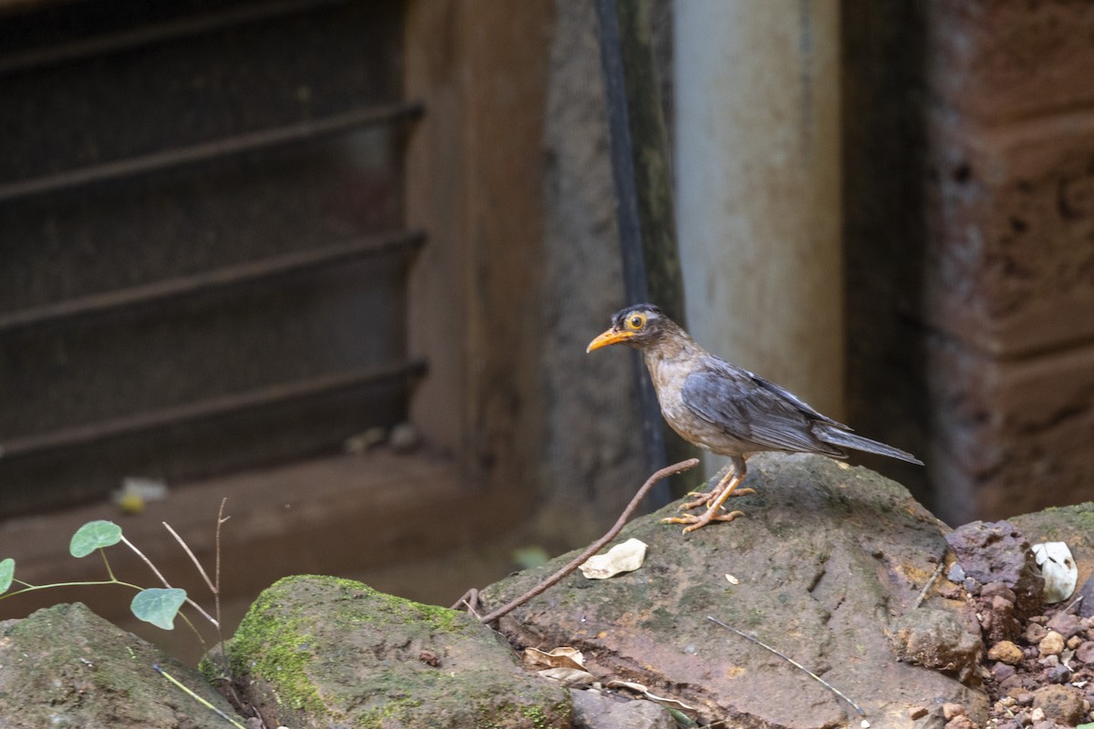 Indian Blackbird - ML642278579
