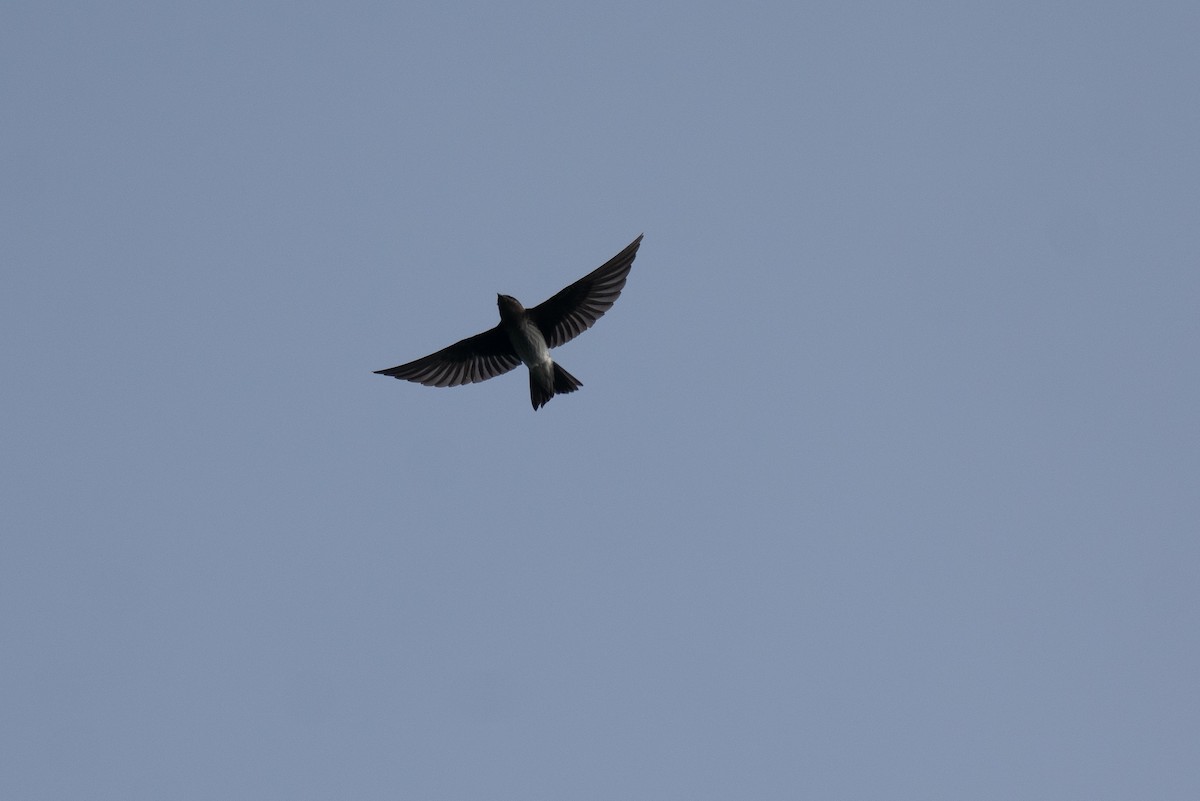 Purple Martin - ML642278602