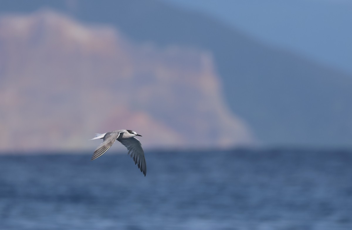 Aleutian Tern - ML642278606
