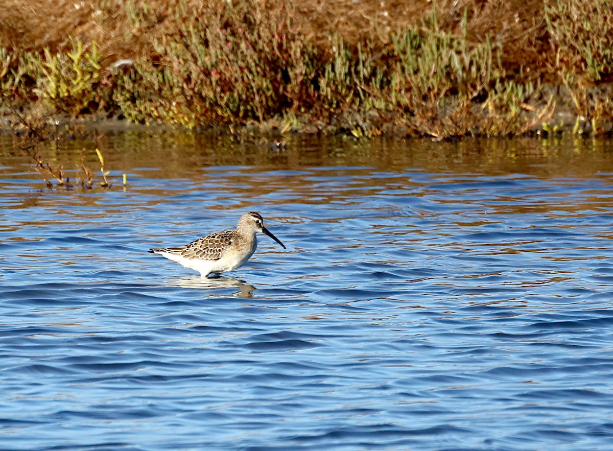 Curlew Sandpiper - ML642278607