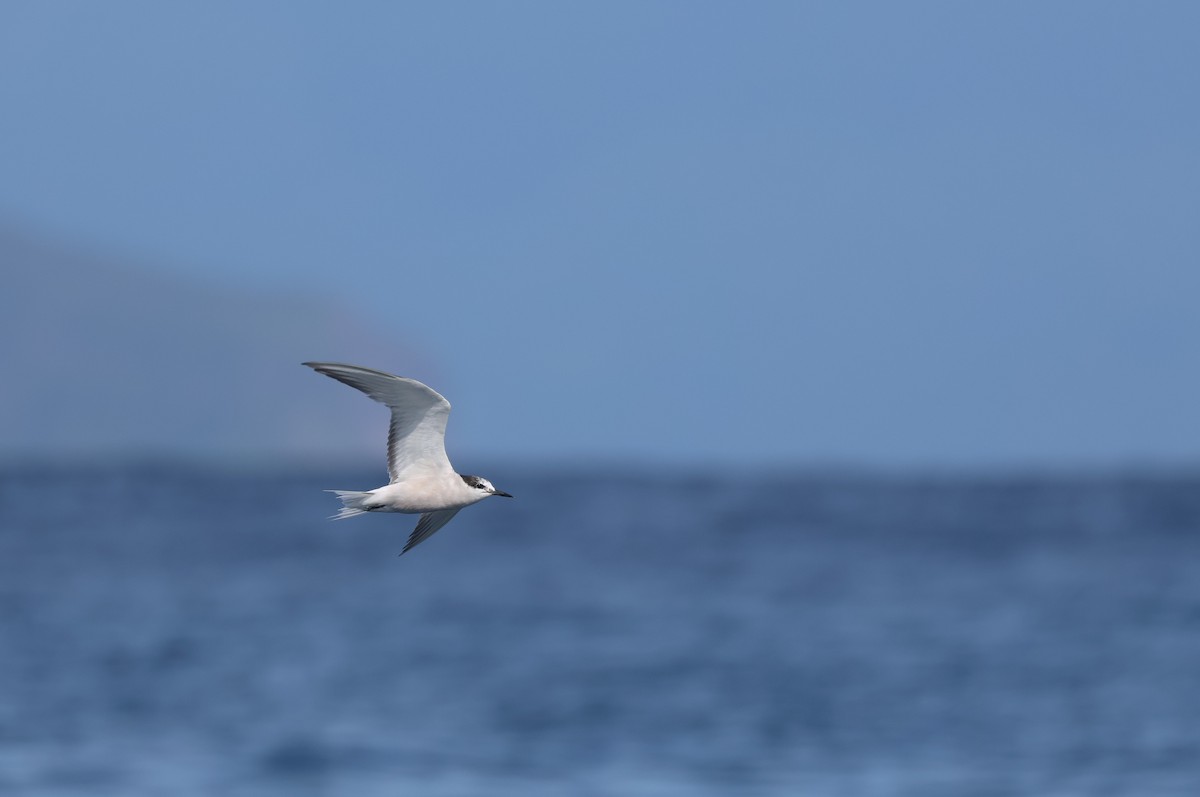 Aleutian Tern - ML642278609