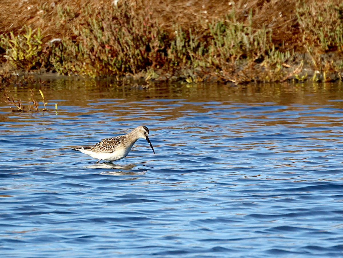 Curlew Sandpiper - ML642278610
