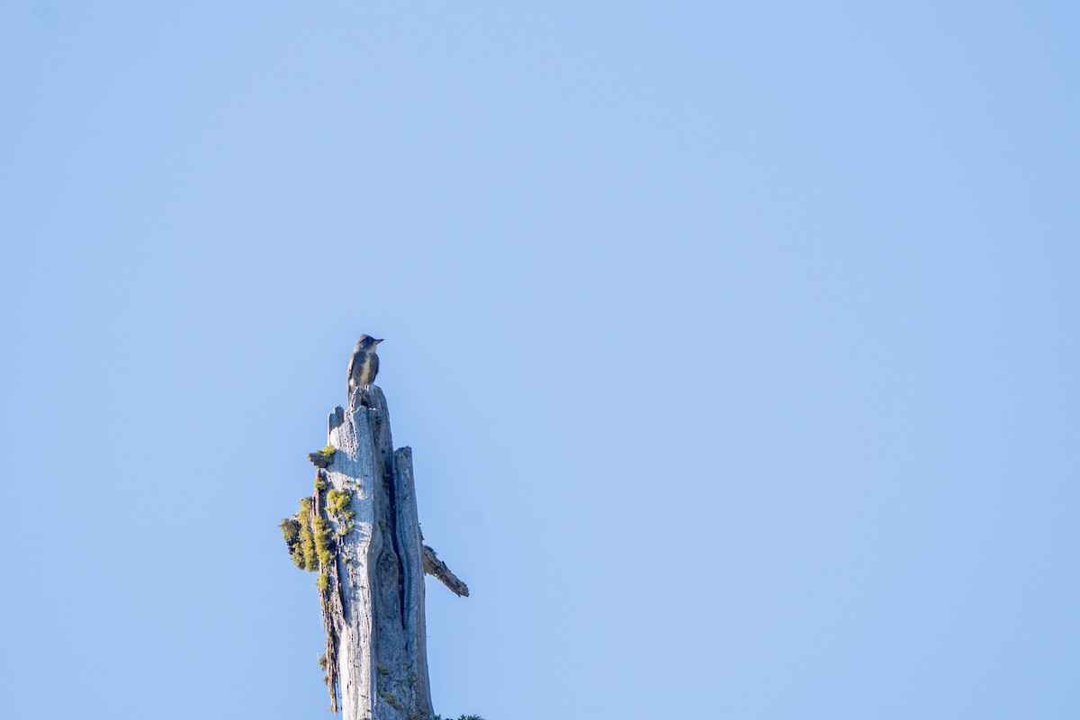 Olive-sided Flycatcher - ML642278655