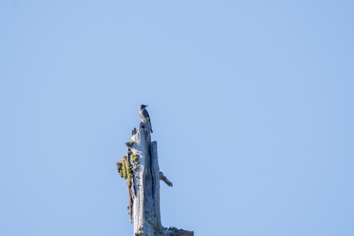 Olive-sided Flycatcher - ML642278656