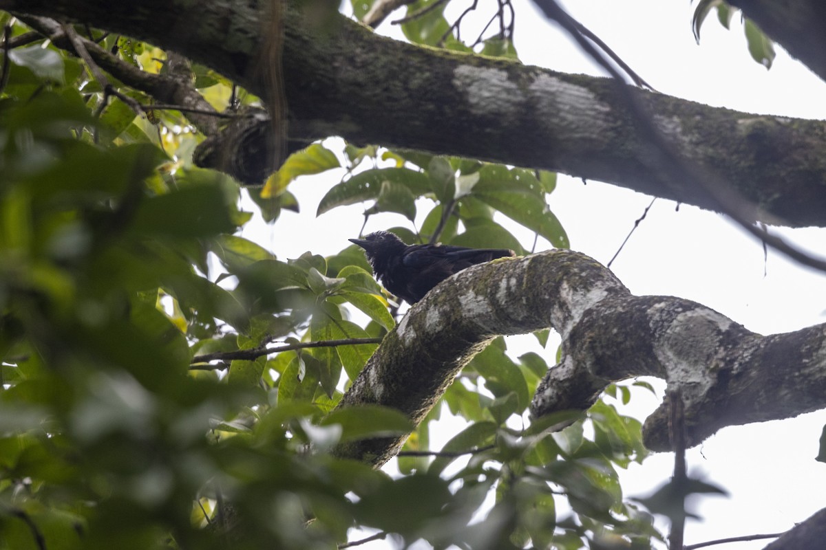 Malabar Whistling-Thrush - ML642278660