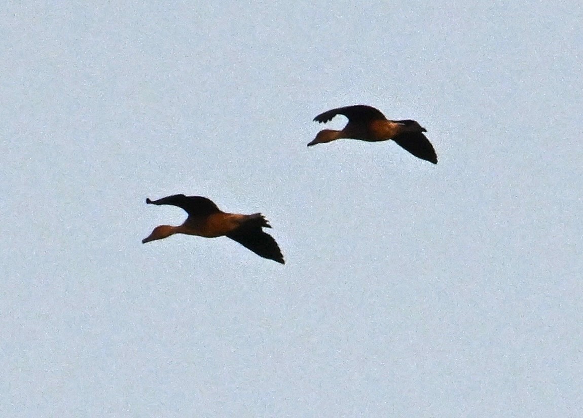 Fulvous Whistling-Duck - ML642278665