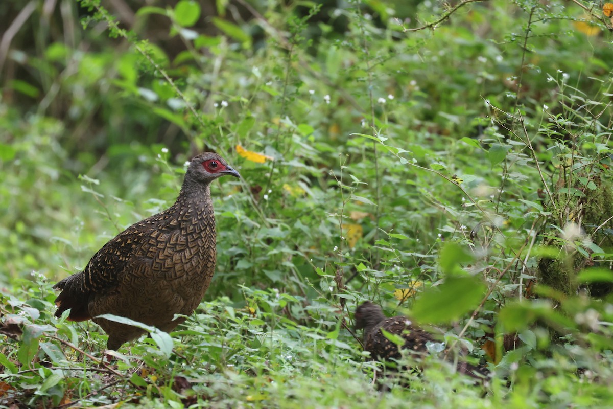 Swinhoe's Pheasant - ML642278672