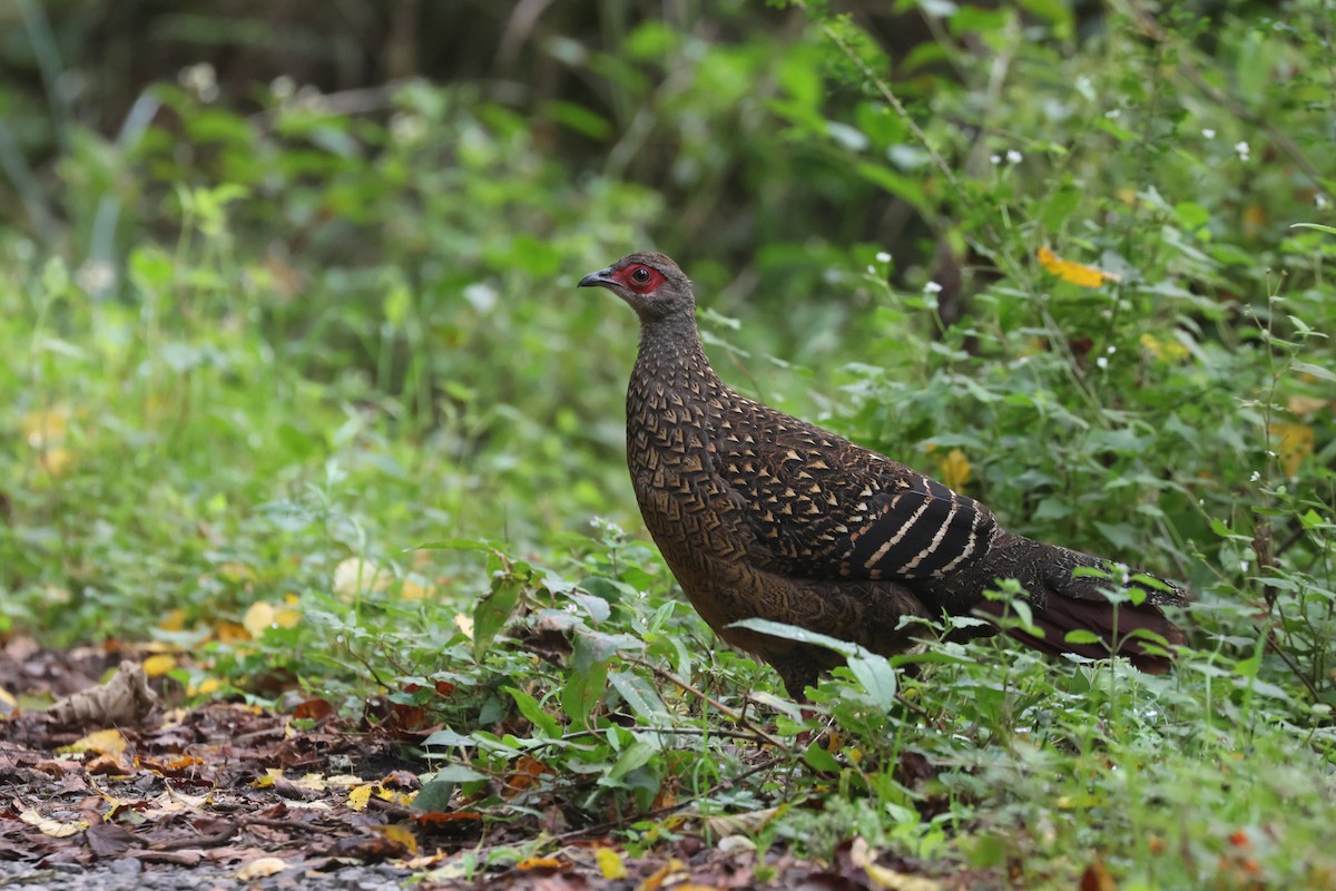 Swinhoe's Pheasant - ML642278673