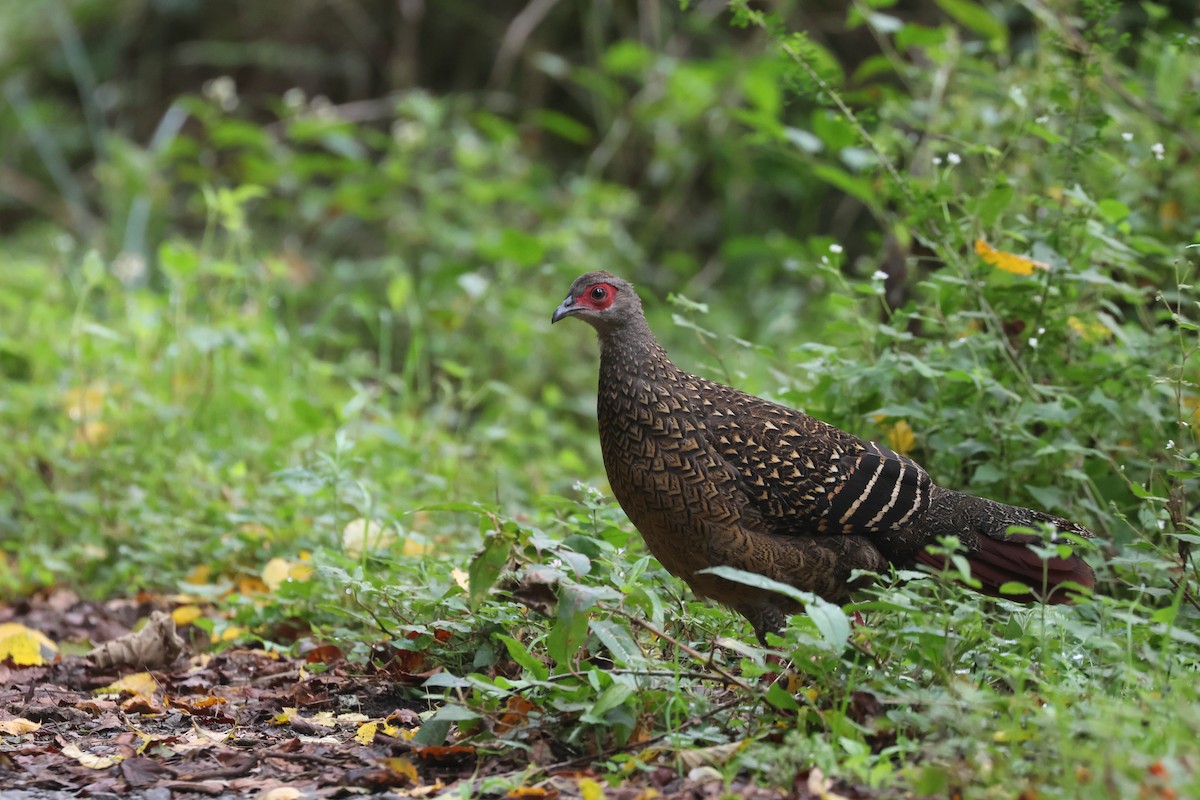 Swinhoe's Pheasant - ML642278674