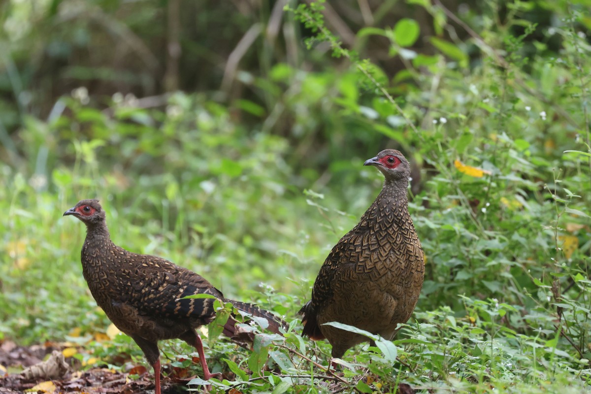 Swinhoe's Pheasant - ML642278682