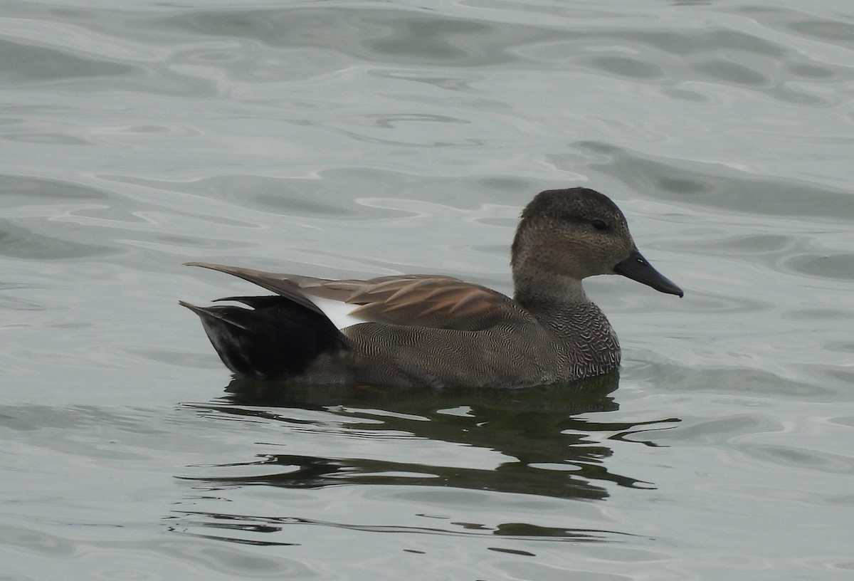 Gadwall - ML642278731