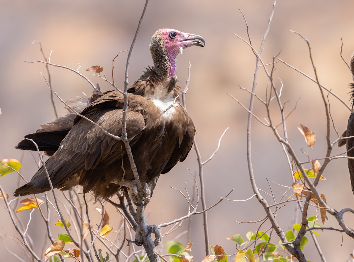 Vautour charognard - ML642278753