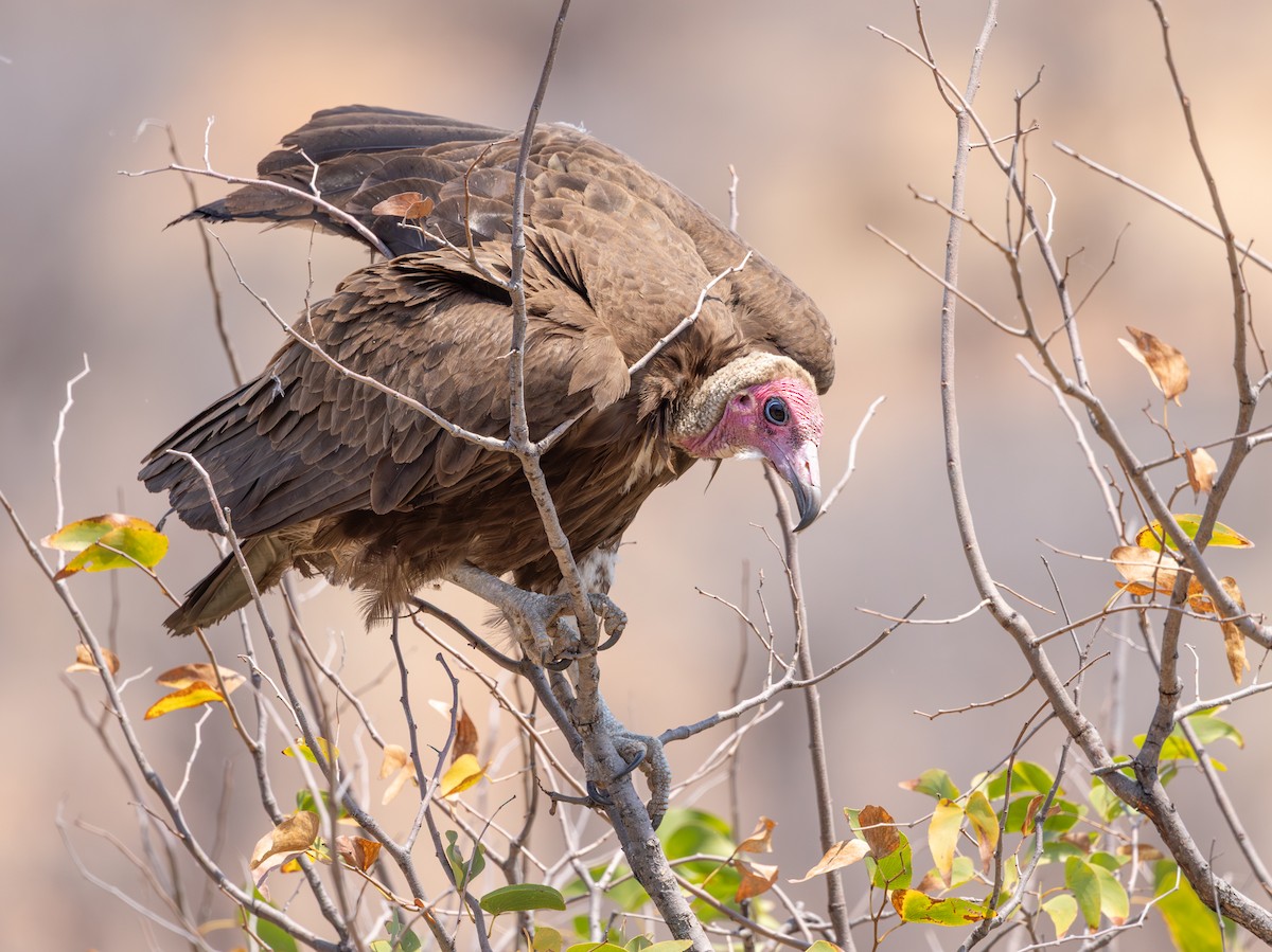 Vautour charognard - ML642278754