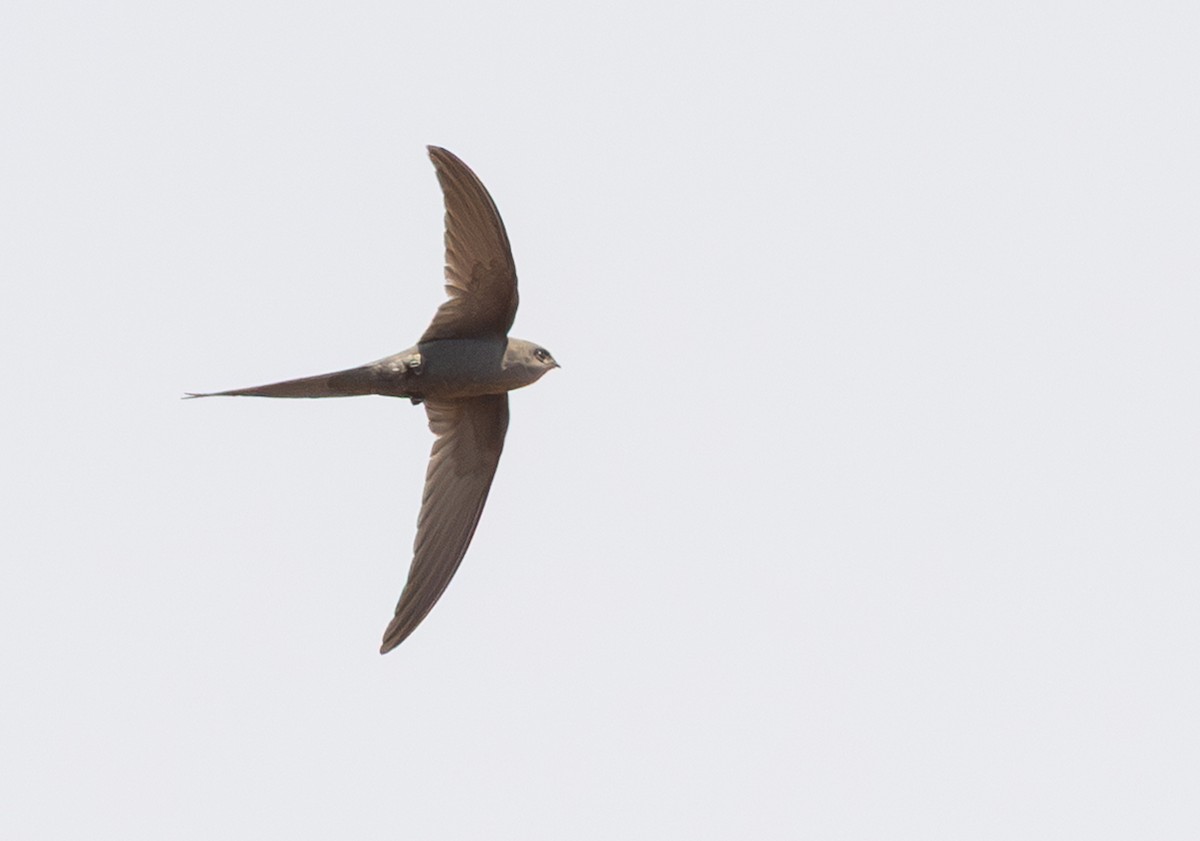 African Palm Swift - ML642278755