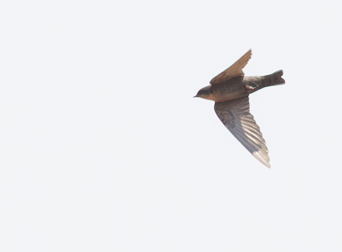 Red-throated Crag-Martin - ML642278758