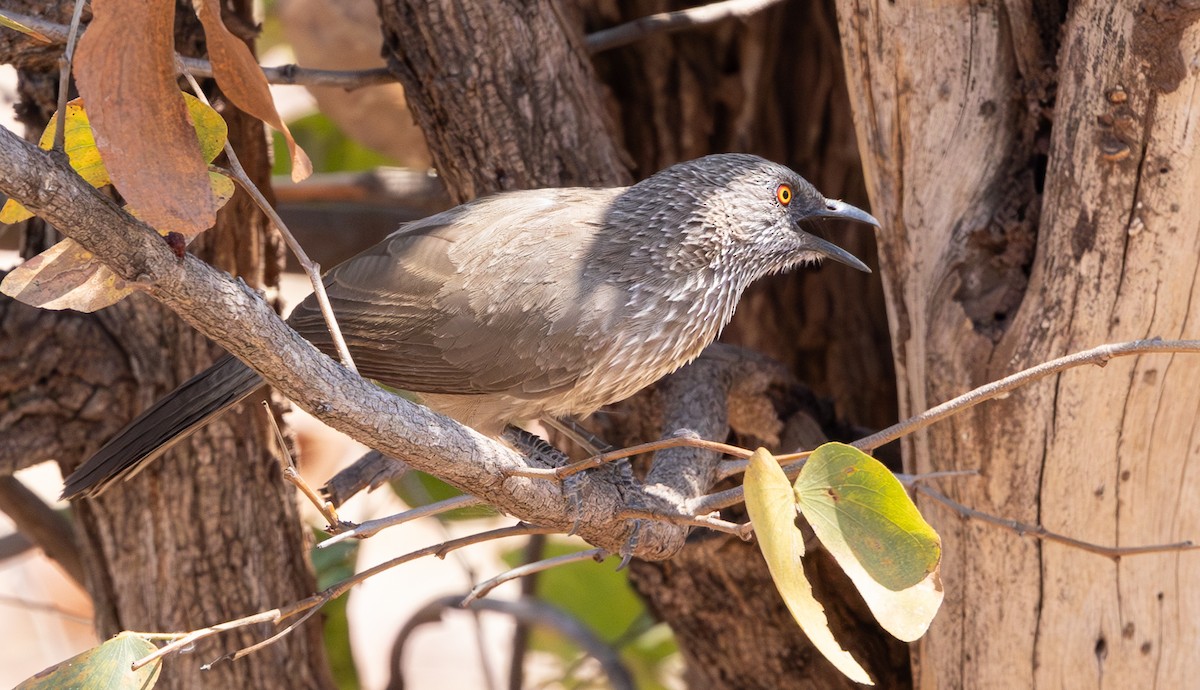 Arrow-marked Babbler - ML642278764