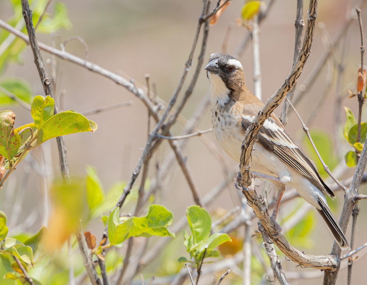 White-browed Sparrow-Weaver - ML642278765