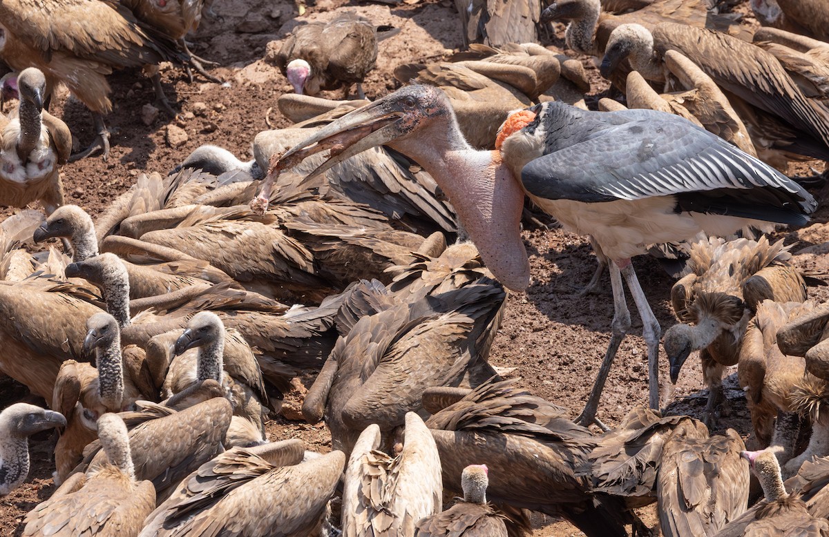 Marabou Stork - ML642278768
