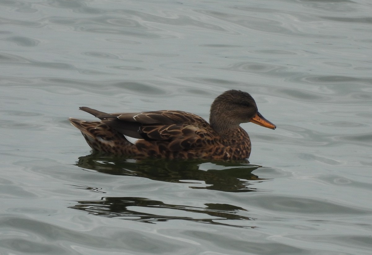Gadwall - ML642278781