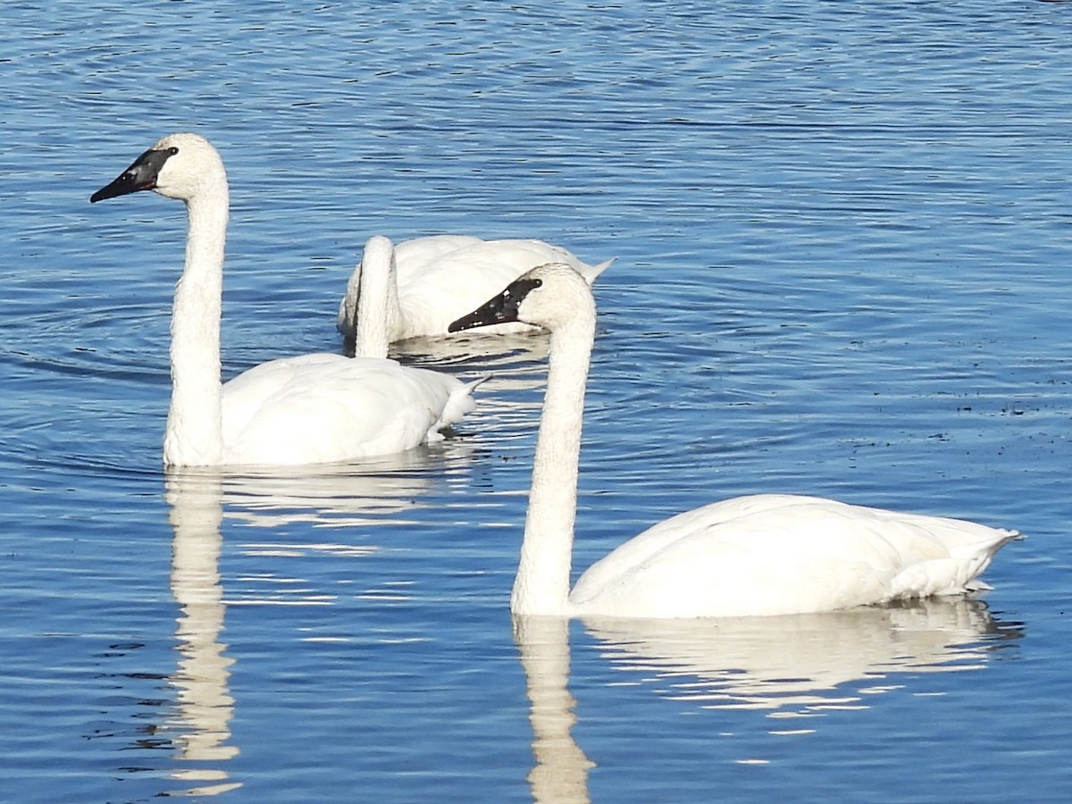 Trompeterschwan - ML642278783