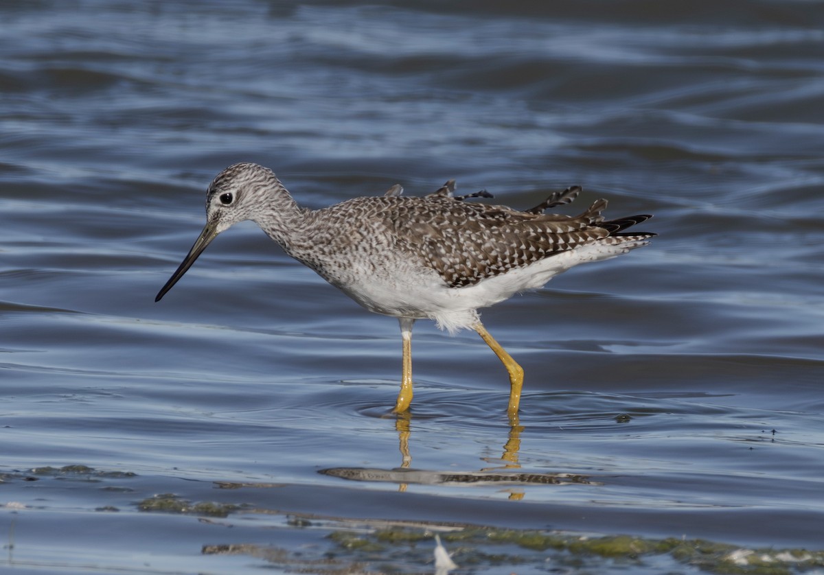 Greater Yellowlegs - ML642278819