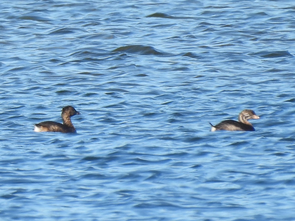 Pied-billed Grebe - ML642278822
