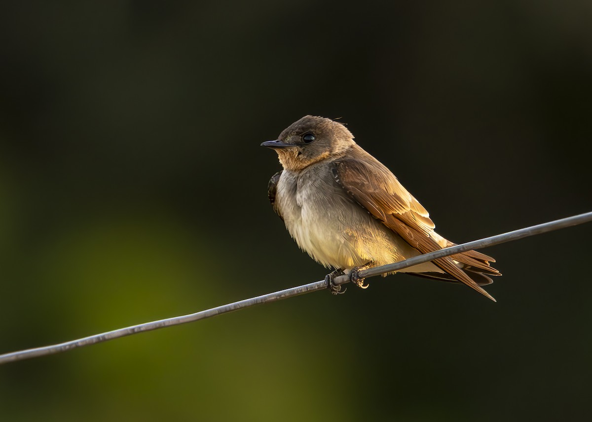 Southern Rough-winged Swallow - ML642278828