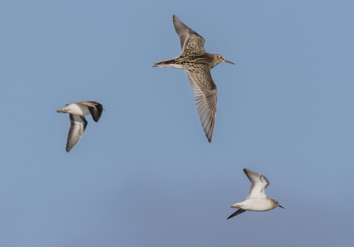 Pectoral Sandpiper - ML642278830