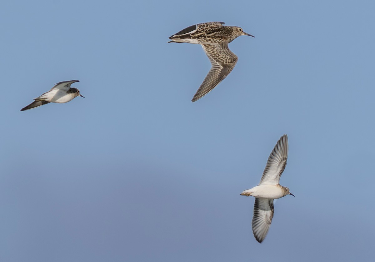 Pectoral Sandpiper - ML642278831