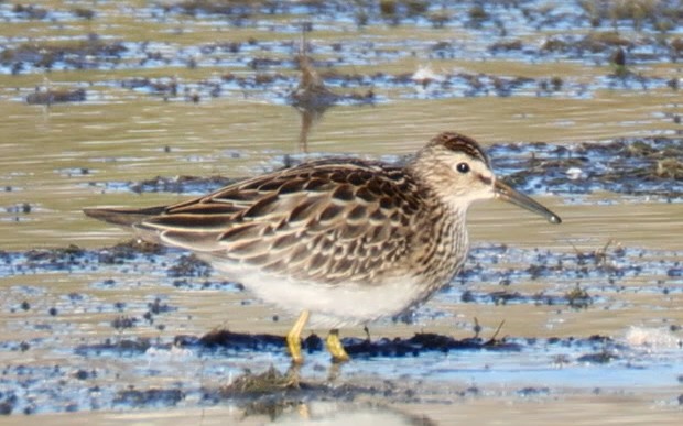 Pectoral Sandpiper - ML642278832